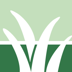 Lawn Fungus Treatment