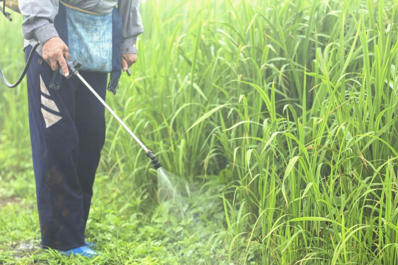 Lawn Herbicide Treatment in Rockwall, TX