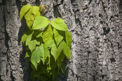 Poison Ivy Removal in Ventura County, CA