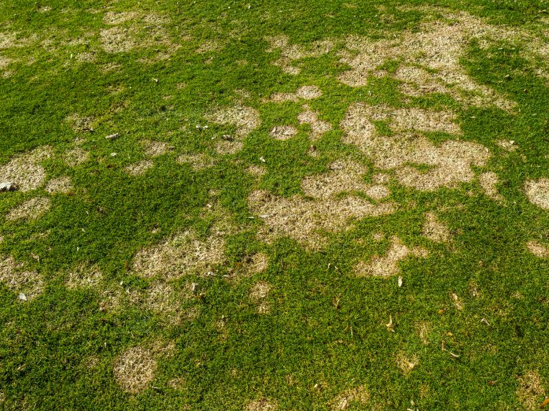 Lawn Fungus Treatment