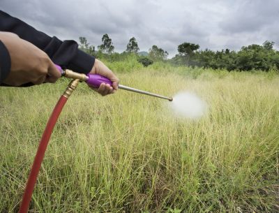 Crabgrass Removal in Ventura County, CA