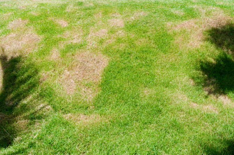 Lawn Fungus Treatment detail