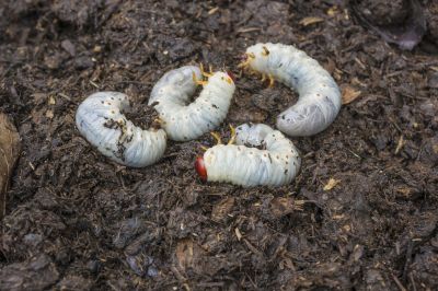 Grub Control in Ventura County, CA