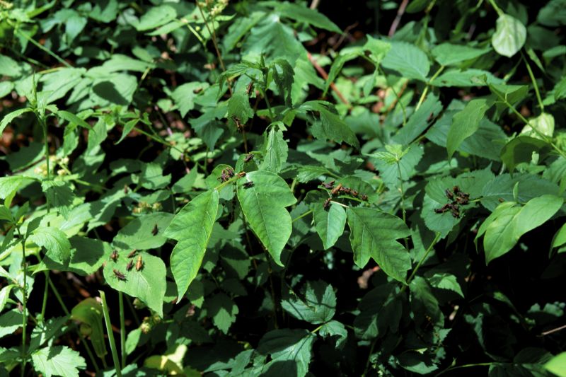 Hemlock Removal in Montgomery County, PA