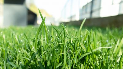 Lawn Topdressing in Ventura County, CA