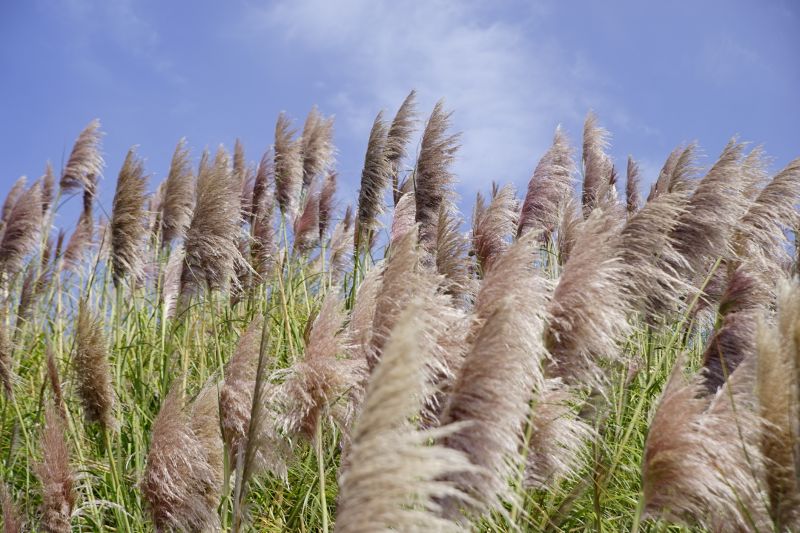 Pampas Grass Control in Rockwall, TX