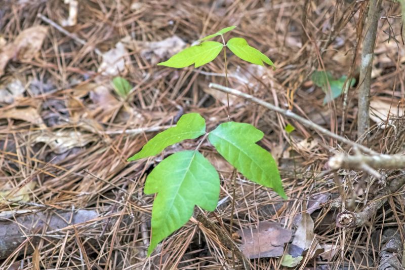 Poison Ivy Removal in Lancaster, PA