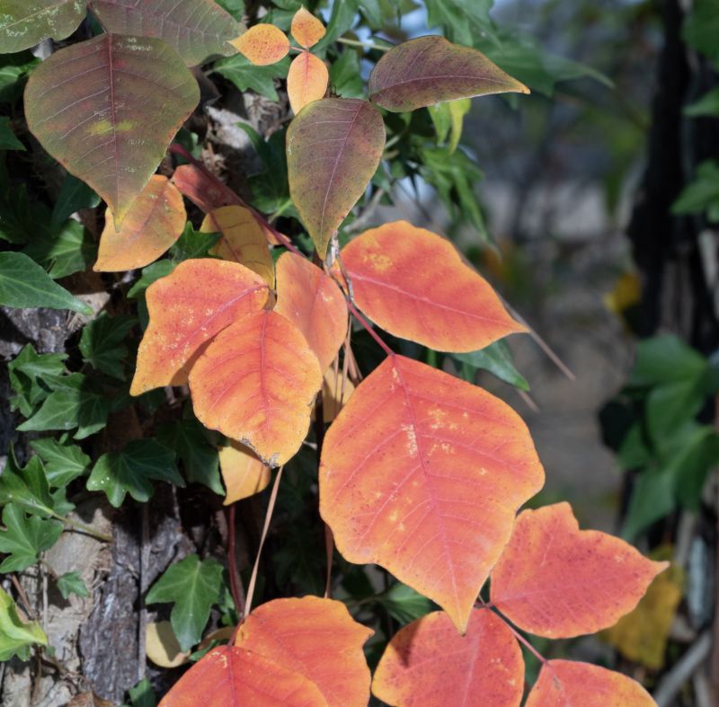Poison Ivy Removal in Bel Air, MD