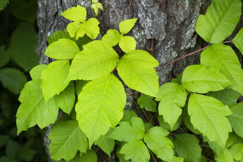 Poison Ivy Removal in Bucks County, PA