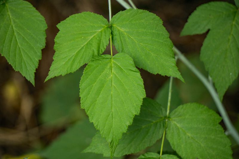 Poison Ivy Removal in Montgomery County, PA