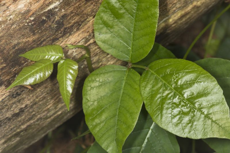Poison Oak Removal in Allentown, PA
