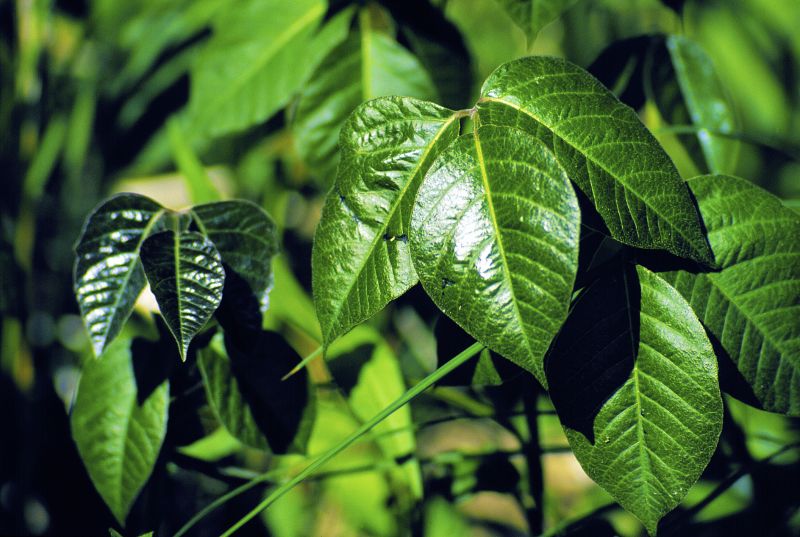Poison Oak Removal in Bucks County, PA