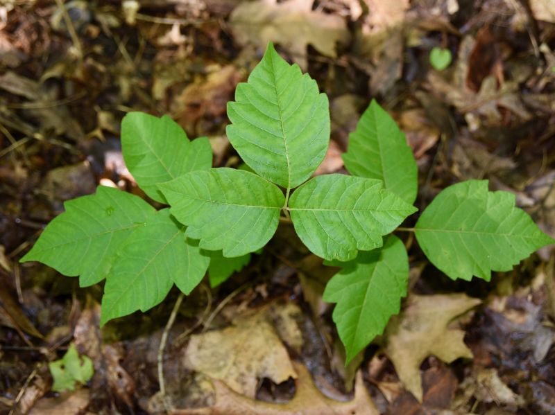 Poison Oak Removal in Honolulu, HI