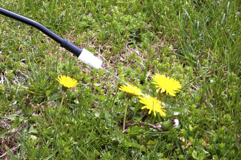 Thistle Control in Ventura County, CA